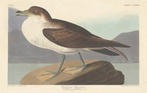 Wandernde Sturmschwalbe, 1835