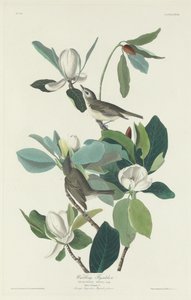 Warbling Flycatcher von Robert Havell