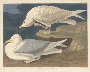 Weißflügelige Silbermöwe, 1835