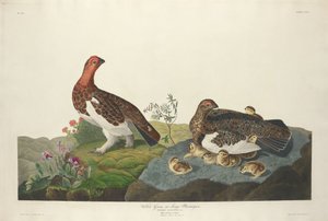 Weidenhuhn, 1834