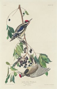 Gelbbauch-Specht, 1834