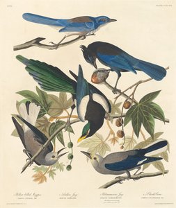 Gelbschnabel-Elster, Stellers Jay, Ultramarin Jay und Clarks Krähe