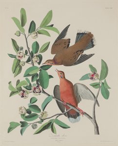 Zenaida-Taube, 1833