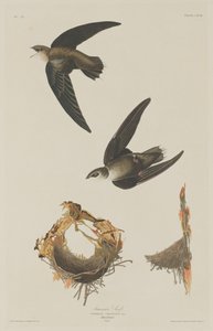 Amerikanischer Segler von Robert Havell after John James Audubon