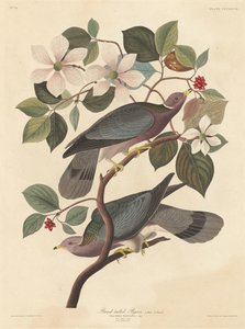 Bandtaube von Robert Havell after John James Audubon
