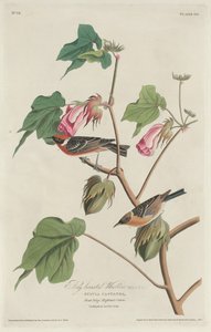 Bay-breasted Warbler von Robert Havell after John James Audubon
