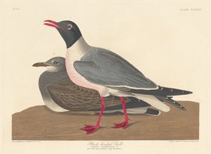 Lachmöwe