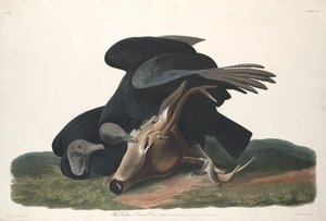 Schwarzgeier von Robert Havell after John James Audubon