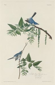 Blaugrauer Fliegenschnäpper von Robert Havell after John James Audubon