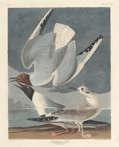 Bonapartemöwe von Robert Havell after John James Audubon