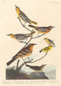 Bullocks Trupial, Baltimoretrupial, Mexikanischer Stieglitz und Vielfarbendrossel von Robert Havell after John James Audubon