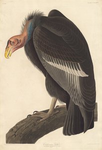 Kalifornischer Geier