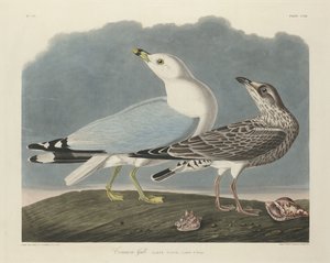 Möwe