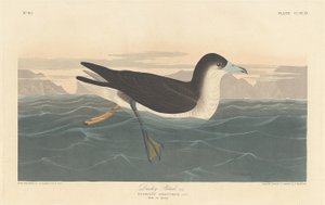 Dunkler Sturmtaucher von Robert Havell after John James Audubon