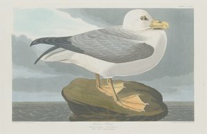 Sturmtaucher