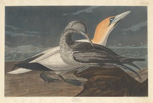 Basstölpel von Robert Havell after John James Audubon