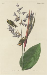 Goldhähnchen von Robert Havell after John James Audubon