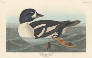 Goldaugenente von Robert Havell after John James Audubon