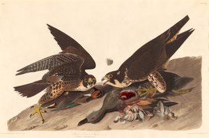Großfüßiger Falke von Robert Havell after John James Audubon