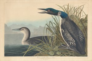Eistaucher oder Seetaucher von Robert Havell after John James Audubon