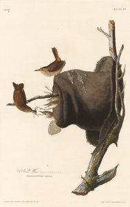 Hauszaunkönig