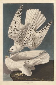 Isländischer oder Jer-Falke von Robert Havell after John James Audubon