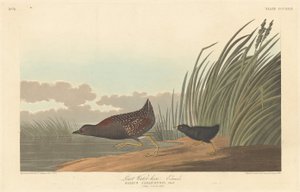 Zwergwasserhuhn