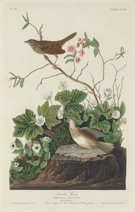 Lincoln Finch von Robert Havell after John James Audubon