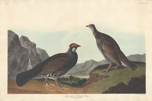 Langschwanz- oder Dunkelgrouse