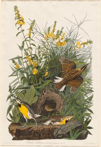 Wiesenlerche von Robert Havell after John James Audubon