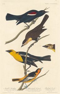 Nuttalls Star, Gelbkopftrupial und Bullocks Pirol von Robert Havell after John James Audubon