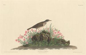 Prärie-Titlark von Robert Havell after John James Audubon