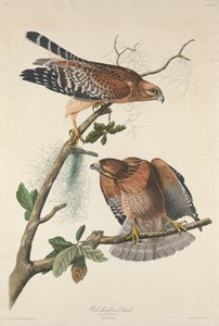 Rotschulterbussard von Robert Havell after John James Audubon