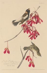 Reisammer von Robert Havell after John James Audubon