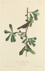 Roscoes Gelbkehlchen von Robert Havell after John James Audubon