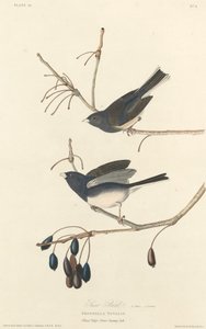 Schneevogel von Robert Havell after John James Audubon