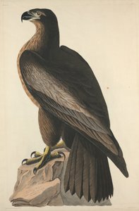 Der Vogel von Washington oder Großer amerikanischer Seeadler von Robert Havell after John James Audubon