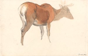 Ein Hirsch