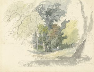 Eine Waldlichtung