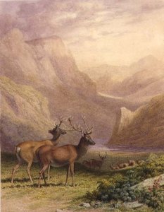 Hirsche in den Highlands von Robert Hills