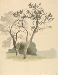 Obstbäume bei Under River in der Nähe von Knole