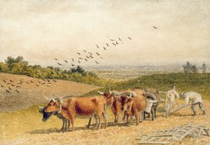 Ochsen pflügen ein Feld im Hügelland