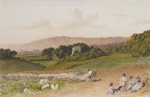 Das Rübenfeld von Robert Hills