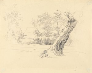 Baumstudie von Robert Hills