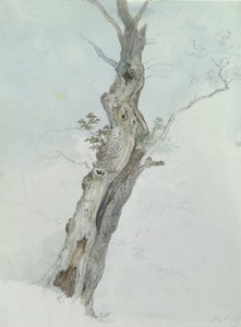Baumstudie, ca. 1800-05 von Robert Hills