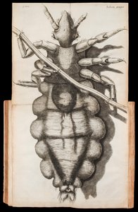 Ausklappbare Illustration einer Laus auf einem Haarstrang aus 