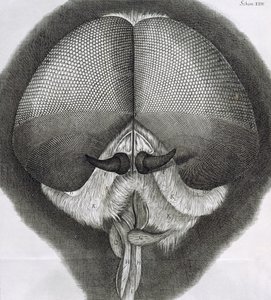 Graue Drohnenfliege, Beobachtung XXXIX aus Hookes Micrographia, 1664 von Robert Hooke