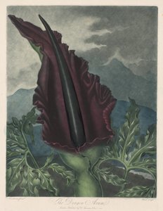 Der Drachenarum, Schwarze Calla oder Salomonslilie von Robert John Thornton
