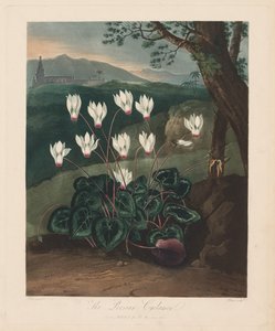 Der Tempel der Flora oder Garten der Natur: Die Persische Alpenveilchen von Robert John Thornton