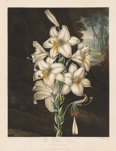 Der Tempel der Flora oder Garten der Natur: Die Weiße Lilie mit Buntblättrigen Blättern von Robert John Thornton